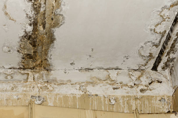 Best Airborne Mold Testing  in Applewood, CO