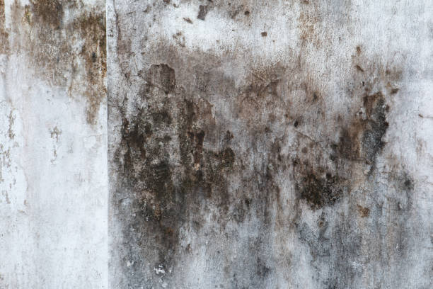 Best Mold Prevention Services  in Applewood, CO
