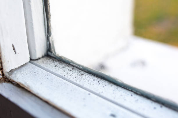 Best Air Quality Testing for Mold Spores  in Applewood, CO