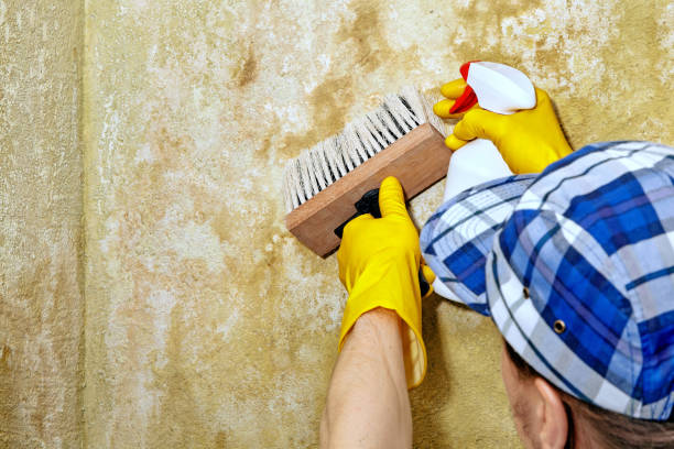 Best Asbestos and Lead Testing During Mold Inspection  in Applewood, CO