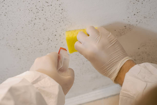 Best Biohazard Mold Removal  in Applewood, CO
