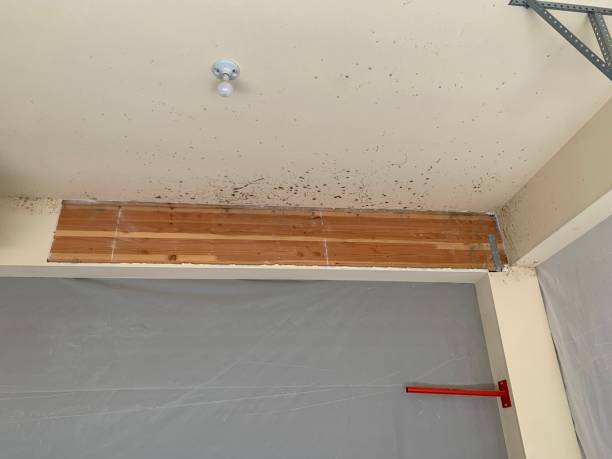 Best Forensic Mold Investigation  in Applewood, CO