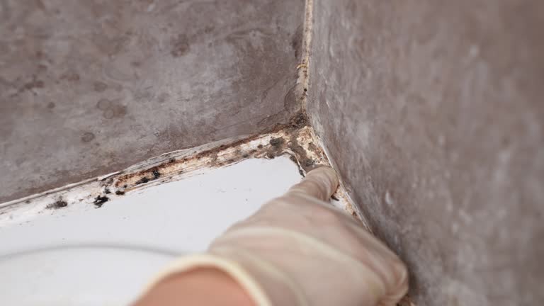 Best Mold Damage Restoration  in Applewood, CO