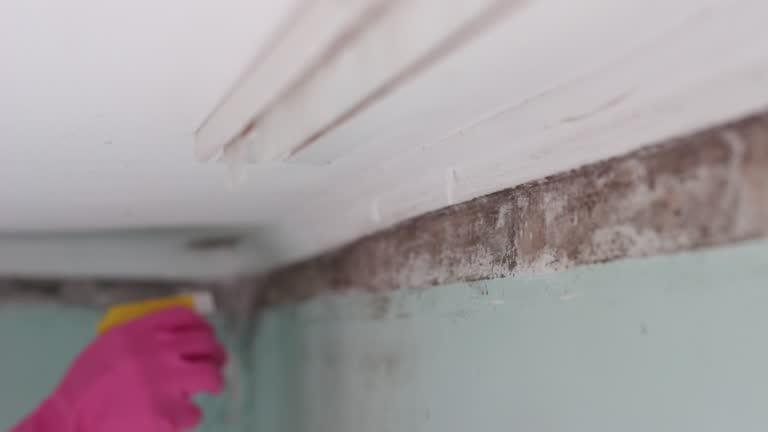 Best Environmental Consulting for Mold Prevention  in Applewood, CO